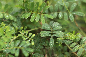 green nature tropical fresh leaves in forest . rain drop on tree