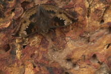 Brown Night Butterfly , Moth On Old Textured Antique Brick Background . Beautiful Pattern And Design Moth Wings .