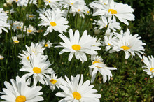 Leucanthemum Maximum Or Max Chrysanthemum Or Shasta Daisy Or Camomile White Flowers