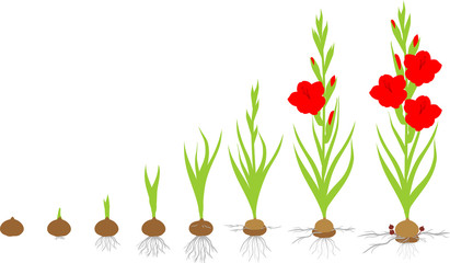 Poster - Life cycle of gladiolus plant. Stages of growth from planting corm to adult plant with flowers