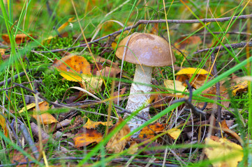 Sticker - Birkenpilz im Wald- birch boletus in forest