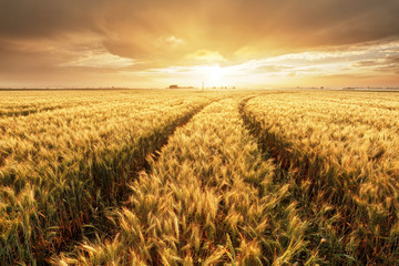 Poster - Wheat field with gold sunset landscape, Agriculture industry