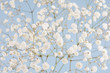 Spring soft white small fluffy flowers on pastel blue sky background, closeup, texture.