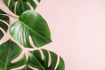Wall Mural - tropical leaves monstera on pastel pink background. flat lay, top view, copy space