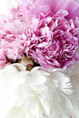 Wall Mural - Close up of pink and white peonies