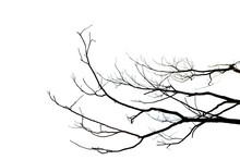 Dead Branches , Silhouette Dead Tree Or Dry Tree On White Background With Clipping Path.