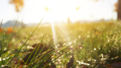 Morning dew on the grass, sunlight, rays, water drops, shine. Vegetative natural background, autumn grass. Morning in the sun, close-up. Background bokeh.