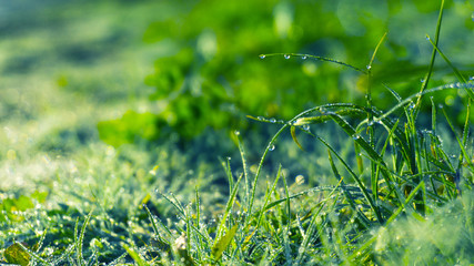 Morning dew on the grass, sunlight, rays, water drops, shine. Vegetative natural background, autumn grass. Morning in the sun, close-up. Background bokeh.