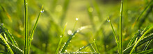 Morning Dew On The Grass, Sunlight, Rays, Water Drops, Shine. Vegetative Natural Background, Autumn Grass. Morning In The Sun, Close-up. Background Bokeh.