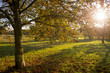 © lazyllama - Bright scenic autumn view of sunlight filtered through yellow leaves in green parkland