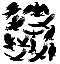 Silhouettes Of Eagles