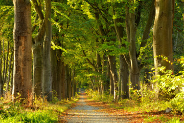Wall Mural - Avenue of old beech trees in the warm light of the setting sun, early autumn