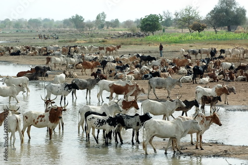 Fotografía Troupeau de zébus au bord du fleuve, Burkina Faso, Afrique
