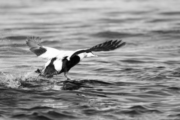 Male Common eider (Somateria mollissima) resting taking off