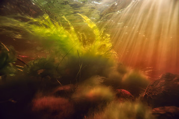 underwater photo of freshwater pond / underwater landscape with sun rays and underwater ecosystem, algae and water lilies