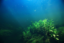 Algae In The Ocean Underwater Photo / Landscape Ecosystem Of The Ocean, Green Algae Underwater