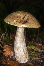 Woodland Fungi Mushroom Which Is Often Called A Toadstall