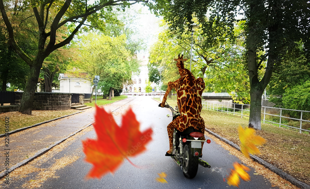 Giraffe fährt im Herbst mit Motorrad durch Stadt  - obrazy, fototapety, plakaty 