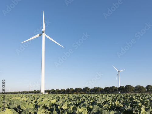 Zdjęcie XXL pole zielonej kapusty i turbin wiatrowych przeciw błękitne niebo w holenderskiej prowincji flevoland