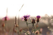 Thistle flower in the morning field