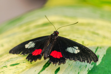 Wall Mural - Parides iphidamas butterfly resting on a yellow green leaf with open wings