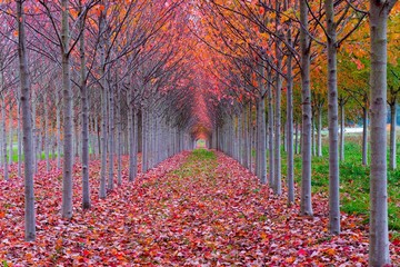 A red tree tunnel in autumn  - fallen leaves frame the tunnel