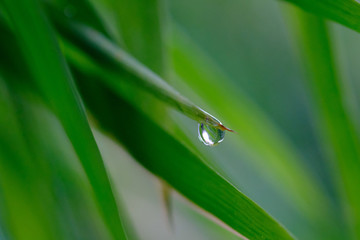 The water on bamboo leaves.