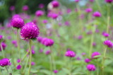 Fototapeta Kwiaty - Bright purple clover flowers. Wonderfull wallpaper with greens in thebackground.
