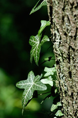 Sticker - vegetal vert feuille lierre bois arbre parasite