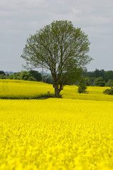 Sticker - Belgique Wallonie chimay champs colza paysage