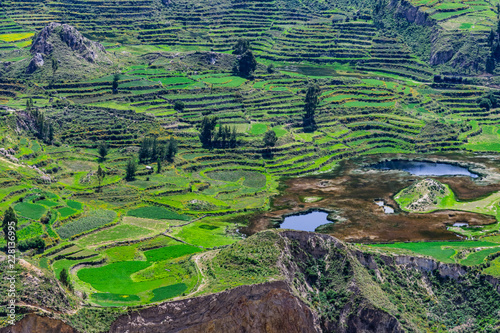 Grüne Terrassenfelder im Colca Tal von Peru – Stock-Foto | Adobe Stock