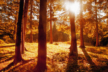 Awesome Image Of Colorful Indian Summer Forest. Sun Beams Through Trees. Dramatic Colorful Scenery.