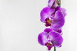 Purple orchid flowers on a gray background. Beautiful template for your design with space for a text.