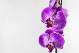 Fototapeta Storczyk - Purple orchid flowers on a gray background. Beautiful template for your design with space for a text.