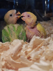 Two young affectionate parrots. 