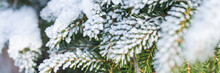 Panorama Of Fir Branches Covered With Snow