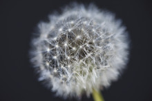 Close-up Of Wet Dandelion Seed Over Black Background