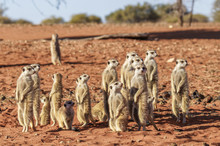 Meerkat Family (Suricata Suricatta), Kalahari Desert, Namibia.