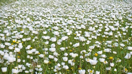 Wall Mural - Flower carpet of daisy flowers swaying in wind