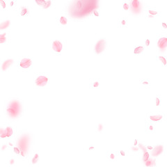 Wall Mural - Sakura petals falling down. Romantic pink flowers 