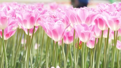 Wall Mural - Pink tulips swaying in wind under sunlight, close-up