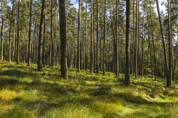  the beginning of the Golden Polish Autumn