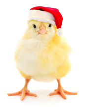 Chicken In A Red Santa Claus Hat.