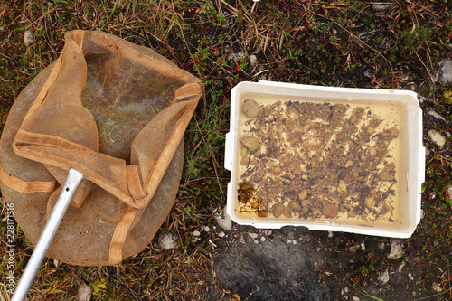 Fotografie, Obraz A ecologist's net and water sample display dish which is used to catch river insects and fish during an environmental impact study in a river in South Africa