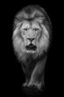 African Lion VII