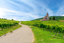 Road Between Vineyards And Old Church In Hunawihr Village In Alsace, France