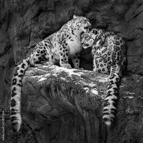 Zdjęcie XXL Snow Leopard Pair IV