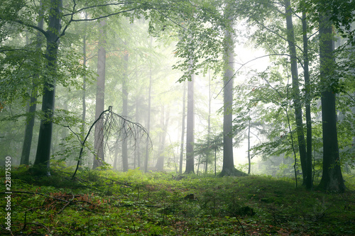  Fototapeta z lasem we mgle   piekny-zielony-mglisty-bajkowy-krajobraz-lesny