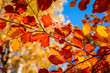 Blätter am Zweig der Buche im Herbst