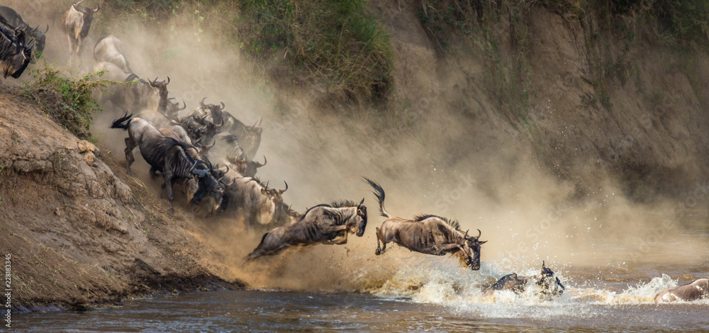 Wildebeests are crossing  Mara river. Great Migration. Kenya. Tanzania. Maasai Mara National Park. - obrazy, fototapety, plakaty 